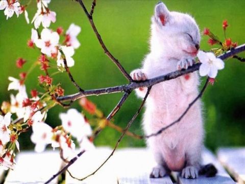 Как весна влияет на животных?