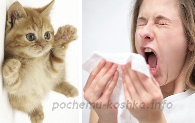 Какова причина аллергии у людей на кошек. Что именно вызывает аллергическую реакцию и как с ней бороться