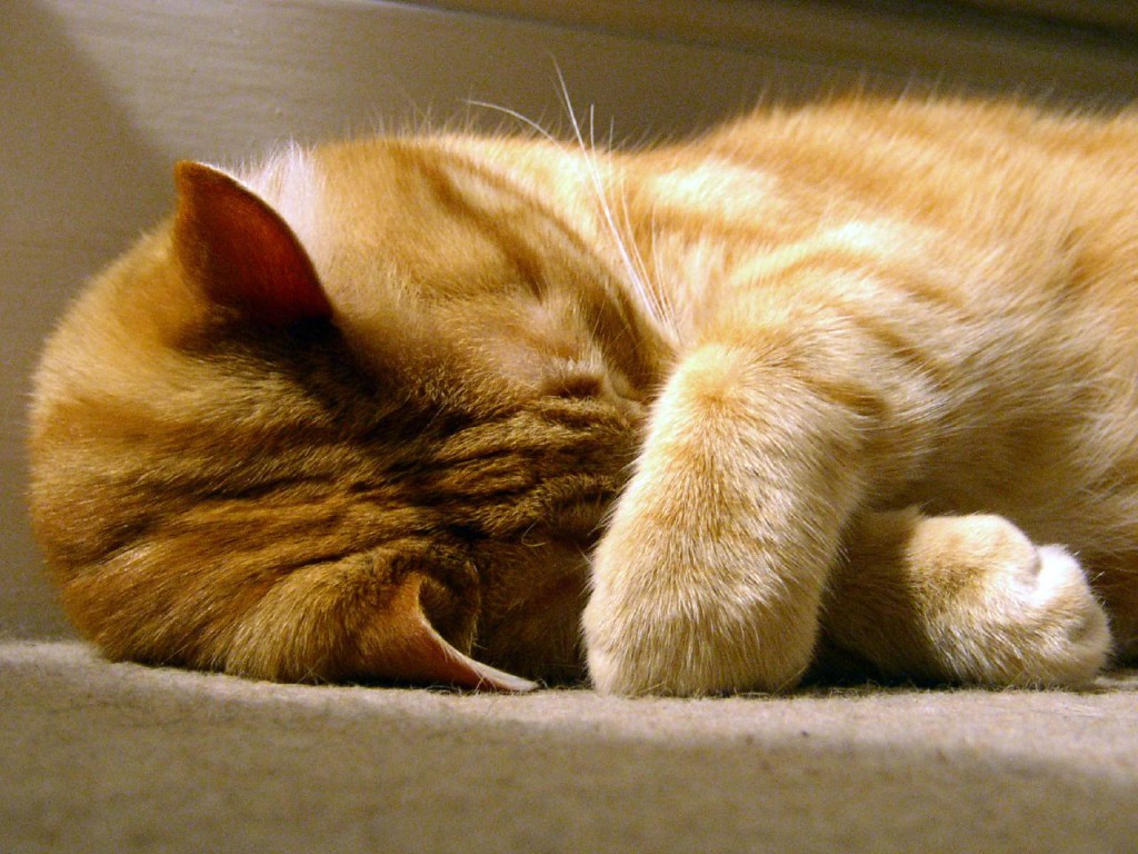 Почему кошки много спят