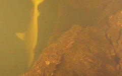 Ученые нашли живых акул и ската в кратере действующего вулкана