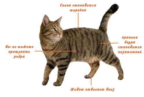 Проблема ожирения у котов