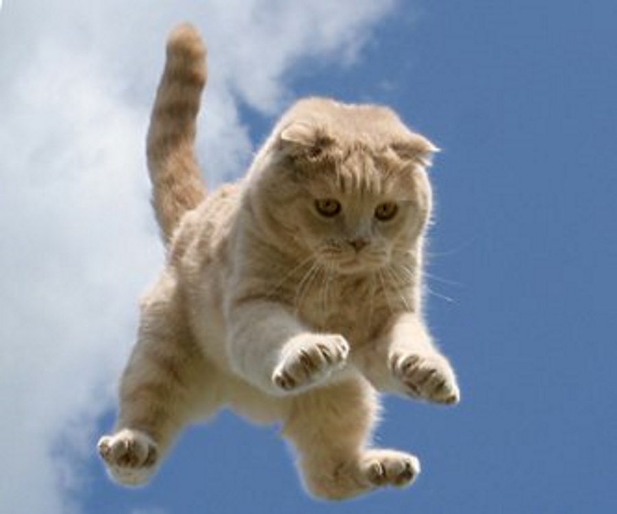 Всегда ли кошки приземляются на все четыре лапы?