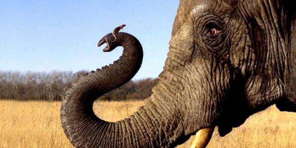 Слоны боятся мышей — правда ли это?